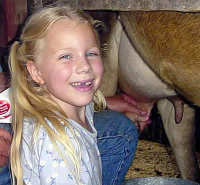 Hillcrest Orchards' Jersey milk cow Buttercup is ready to be milked by