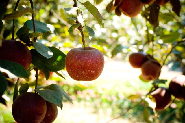 apples on tree orchard