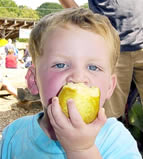 You pick apples